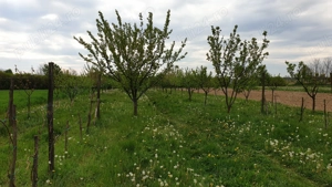 Vând teren intravilan de 25 ari (2 locuri de casa) în Micula Nouă - imagine 4