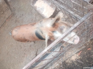 se vinde grasune  - imagine 2