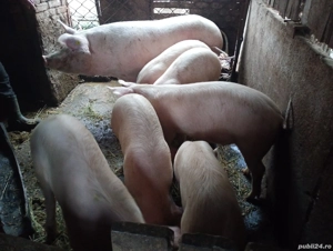 Vând purcei la 60'70, kg