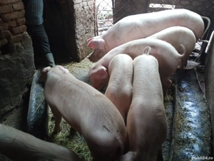 Vând purcei la 60'70, kg - imagine 3