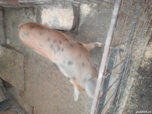 se vinde grasune  - imagine 3