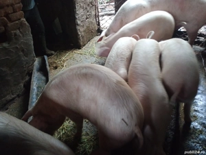 Vând purcei la 60'70, kg - imagine 2