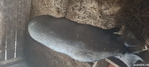 porci pentru sacrificat - imagine 4