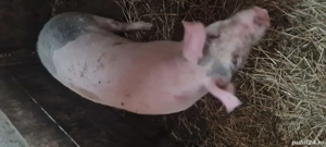 porci pentru sacrificat - imagine 3