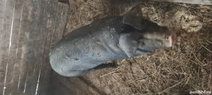 porci pentru sacrificat - imagine 2