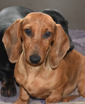 Teckel Dachshund Standard cu Pedigree FCI