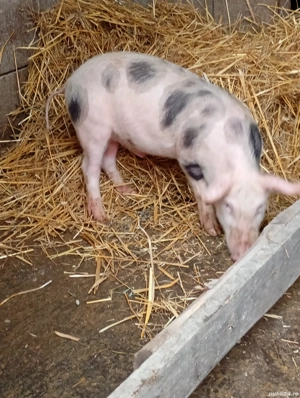 purcel și scrofiță 10 săptămâni  - imagine 4