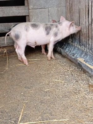 purcel și scrofiță 10 săptămâni  - imagine 2