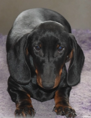 Teckel Dachshund Standard cu Pedigree FCI