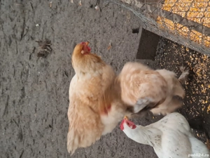 cocoși pentru sacrificat sau reproductie - imagine 5