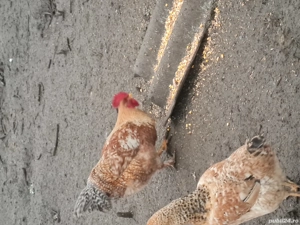 cocoși pentru sacrificat sau reproductie - imagine 4