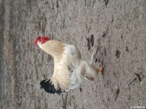 cocoși pentru sacrificat sau reproductie - imagine 2