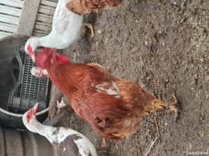 cocoși pentru sacrificat sau reproductie - imagine 3