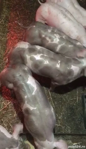 Purcei pietrain  - imagine 2