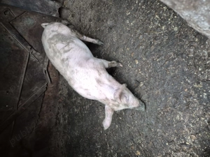 Vand purcea de tara - imagine 2