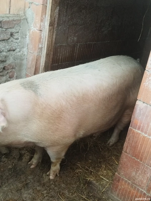 De vanzare pentru taiat - imagine 2