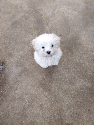 Cadou de sărbători 1Băiat  Bichon maltez. - imagine 2