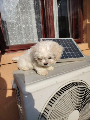 Cadou de sărbători 1Băiat  Bichon maltez. - imagine 4