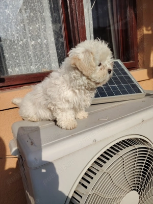Cadou de sărbători 1Băiat  Bichon maltez. - imagine 3