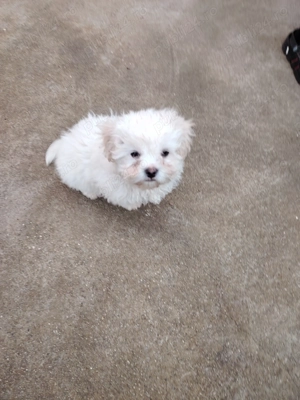 Cadou de sărbători 1Băiat  Bichon maltez. - imagine 5