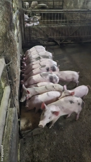 purcei de vanzare  - imagine 2