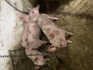 Purcei pietrain de vanzare - imagine 4