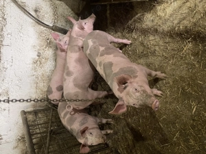 Purcei pietrain de vanzare - imagine 3