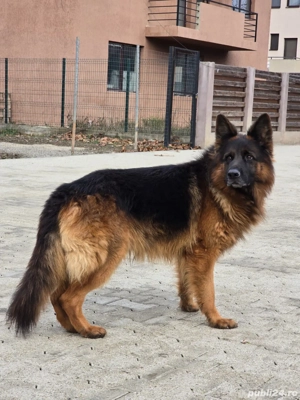 Monta caine ciobanesc