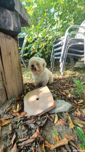 Catelusa bichon maltez toy gestanta - imagine 4