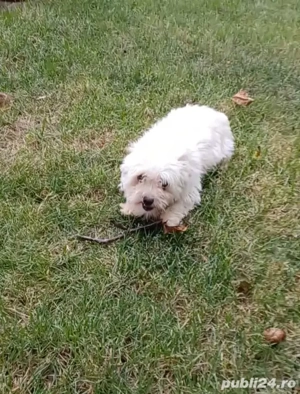 Catelusa bichon maltez toy gestanta - imagine 3
