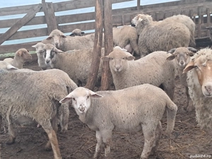 vand miei  - imagine 2