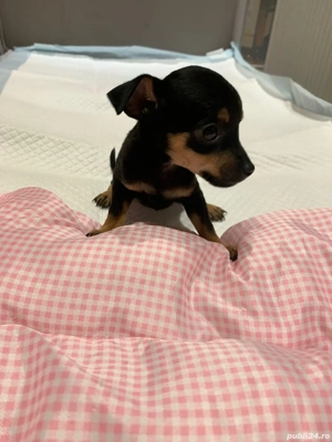 Pincer pitic - imagine 2