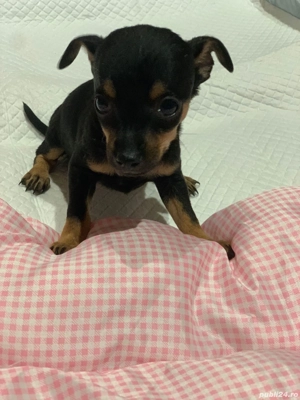 Pincer pitic - imagine 3