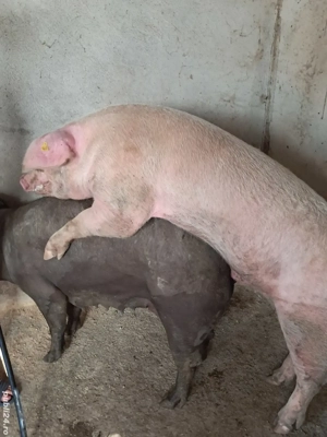 vier landrace  - imagine 5