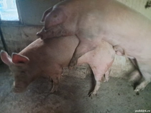 vier landrace  - imagine 4