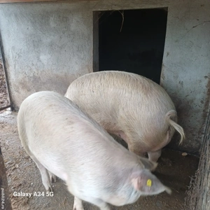 Porci pentru sacrificare - imagine 2