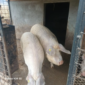 Porci pentru sacrificare