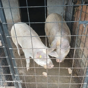 Porci pentru sacrificare - imagine 3