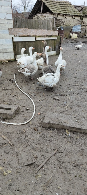 2 gâscani și 6 gâște din primavara