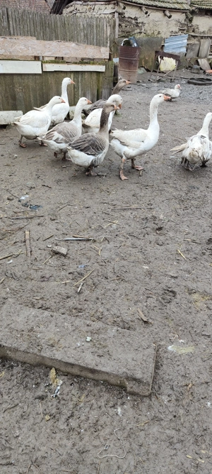 2 gâscani și 6 gâște din primavara - imagine 2