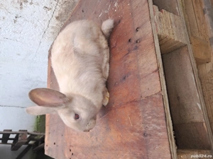 Vand iepurasi secuiesti - imagine 3