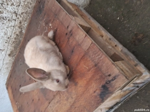 Vand iepurasi secuiesti