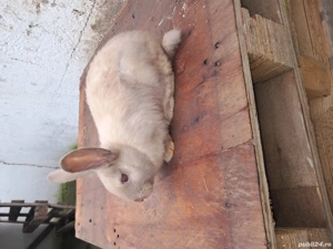 Vand iepurasi secuiesti - imagine 4