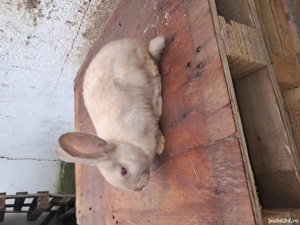 Vand iepurasi secuiesti - imagine 2