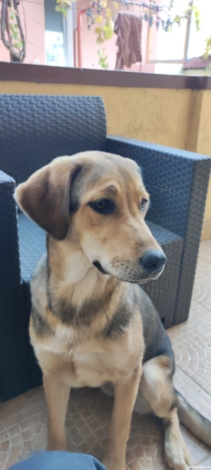 Adoptie Catelusa  - imagine 2