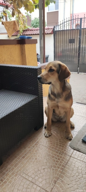 Adoptie Catelusa  - imagine 3