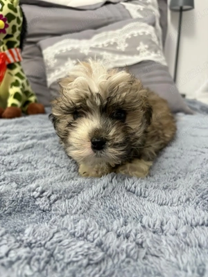 Bichon maltez talie mică Fetita - imagine 2