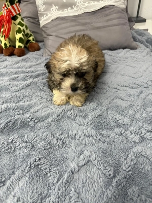 Bichon maltez talie mică Fetita - imagine 3