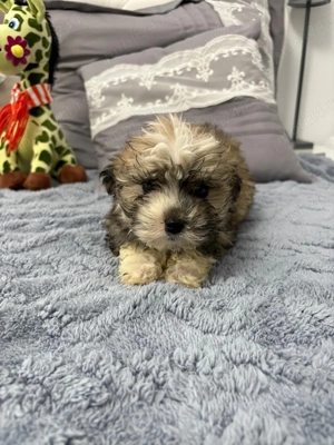 Bichon maltez talie mică Fetita - imagine 4