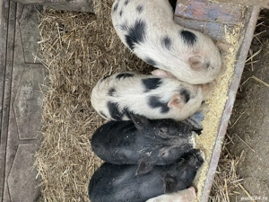 Purcei vietnamezi  - imagine 3